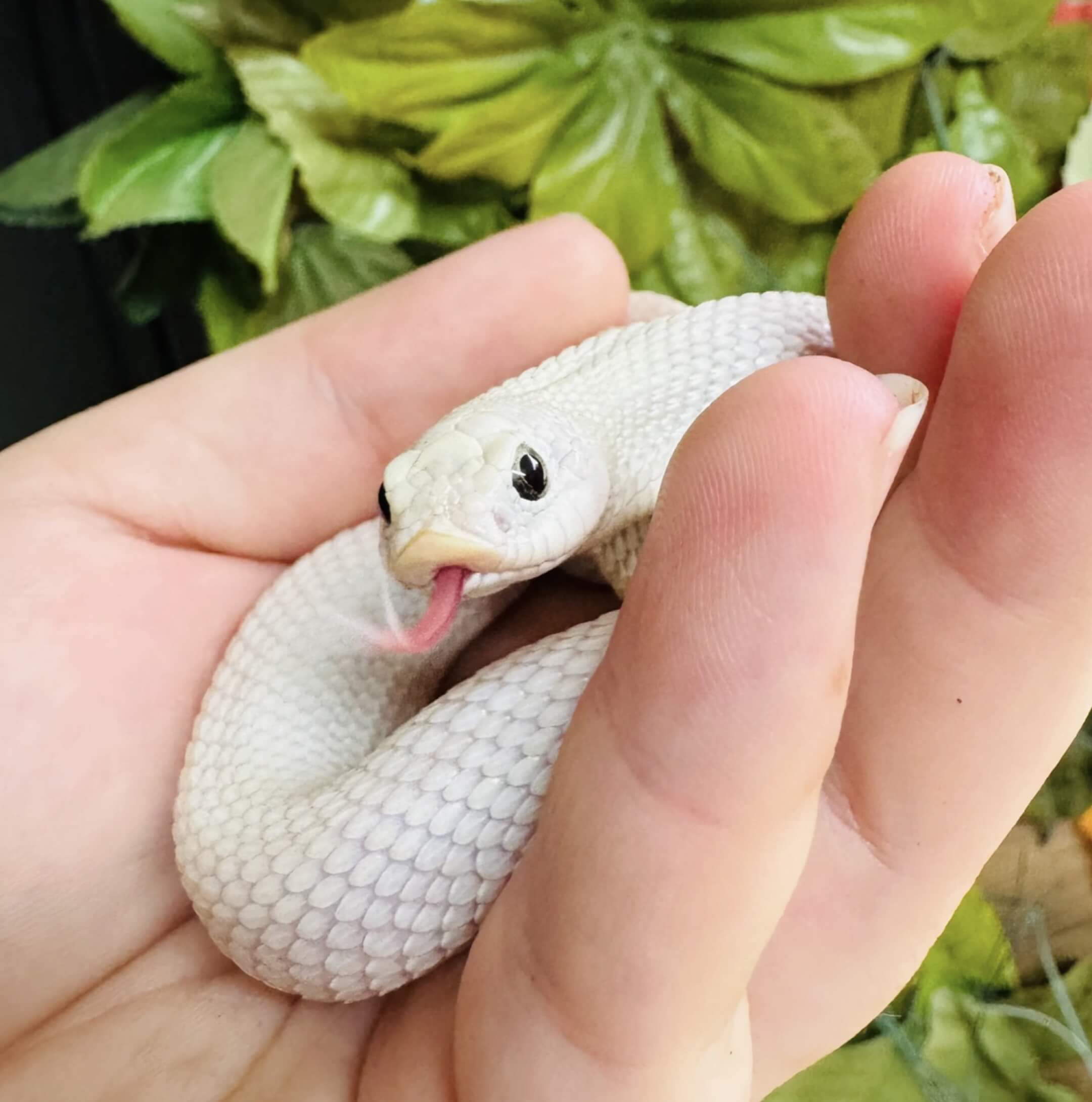 Healthy reptiles from Paul's Cool Scales